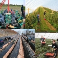 O mare greseala: Desfiintarea agriculturii cooperatiste