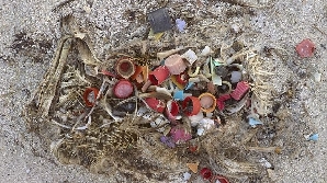 Cercetatorii au colectat din apele oceanului peste 64.000 de obiecte mici din plastic