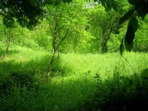 Protectia solului: Romania trebuie sa impadureasca 700.000 ha