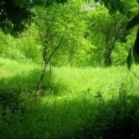 Protectia solului: Romania trebuie sa impadureasca 700.000 ha