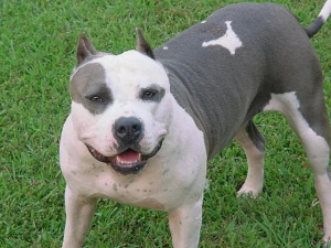 Femeia muscata de un pitbull cere despagubiri de 50.000 de euro!