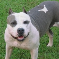 Femeia muscata de un pitbull cere despagubiri de 50.000 de euro!