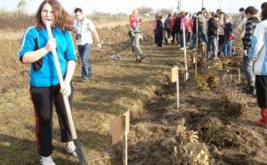 Intre 19 martie � 18 aprilie: Plantare de copaci in judetul Calarasi