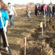 Intre 19 martie � 18 aprilie: Plantare de copaci in judetul Calarasi