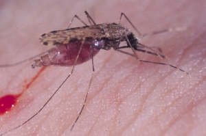 15 persoane din Romania au fost infectate cu virusul West Nile