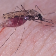15 persoane din Romania au fost infectate cu virusul West Nile