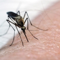 Prezenta virusului West Nile la Iasi a fost confirmata de Institutul Cantacuzino