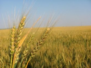 Rusia vrea sa importe circa 3 mil. tone de cereale furajere
