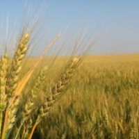 Rusia vrea sa importe circa 3 mil. tone de cereale furajere
