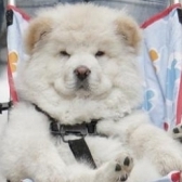 Un pui de chow chow din Bucuresti, plimbat cu caruciorul in Marea Britanie
