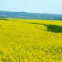 Seceta da batai de cap fermierilor din Tulcea