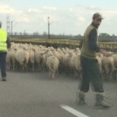 O turma de oi, pe Autostrada Soarelui