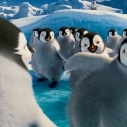 Brad Pitt canta Dragostea din tei in Happy Feet 2 3D

