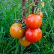 Studiu : Decodificarea limbajului plantelor