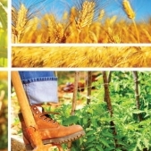 INS: "Valoarea productiei ramurii agricole in anul 2012, pe produse si grupe de produse"