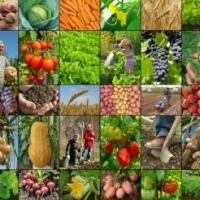 Deutsche Welle: Consecintele impozitarii agricultorilor romani