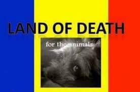 Legea daneza: Solutie rationala pentru cainii din Romania
