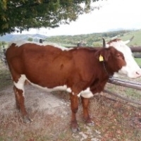 Romania va exporta in China 500.000 de vaci, pentru care fermierii romani vor primi o jumatate de miliard de euro