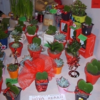Hoya Kerrii si suculente, la targul de la Sala Dalles