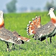 Dropiile au reaparut in Baragan si in Dobrogea!