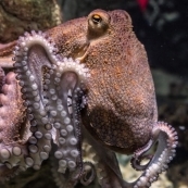 Caracatitele provin din spatiul extraterestru?