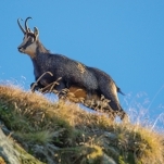 ECOLOGIC: Si caprele negre se impusca, nu-i asa?