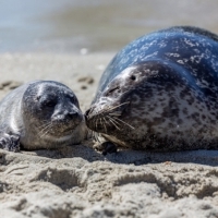 Pui de foca, masacrati pe o plaja turistica