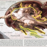 Michelangelo a ascuns imaginea unui creier uman in chipul lui Dumnezeu