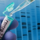 Chinezii ar fi modificat genetic creierele unor gemene
