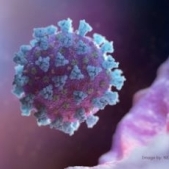 Sapte lucruri pe care nu le stii despre coronavirus