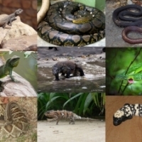 Muzeul National de Istorie Naturala Grigore Antipa gazduieste expozitia Reptilia