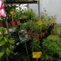 Marin Constantin din Dambovita: Dulceata de aronia, de trandafiri si plante aromatice!