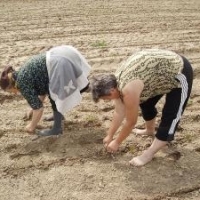 Agricultura ecologica si-a triplat numarul operatorilor din sistem