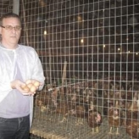 Afacere de succes cu oua ecologice