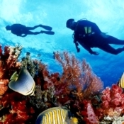 Catlin Seaview Survey: Incursiune cu Google in recifele din arhipelagul Bermuda