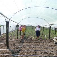 Legumicultura ia avant. Fermierii extind solariile