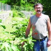 Smochinii din Svinita sunt in pericol