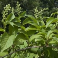 Planta