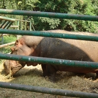 La Gradina Zoologica din Calarasi este singurul hipopotam din Romania