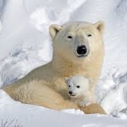 La usa sta un urs polar care mormaie ger