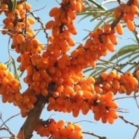Ginseng romanesc: Catina este cel mai bun vaccin antigripal.
