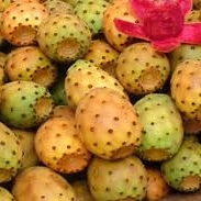 Fructul de cactus este o sursa importanta de vitamina C, B1, B2, B3, calciu, fosfor, fier toate ajutand la imbunatatirea sistemului imunitar