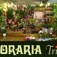Romania Start-up Nation: 44.000 de euro pentru infiintarea unei florarii!