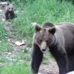 Ursii din Romania, subiect de reportaj la BBC News