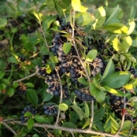 Sucul Aronia, antioxidant si anti-indlamator, la targul de 8 martie de la MTR