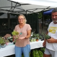 Sempervivum Romania, plante superbe la targul din curtea MTR