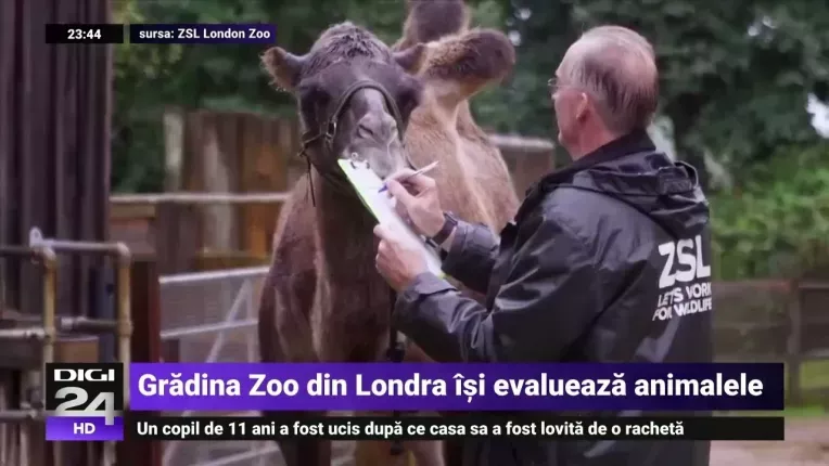 Cum sunt masurate animalele de la Zoo din Londra cand se face recensamantul lor anual