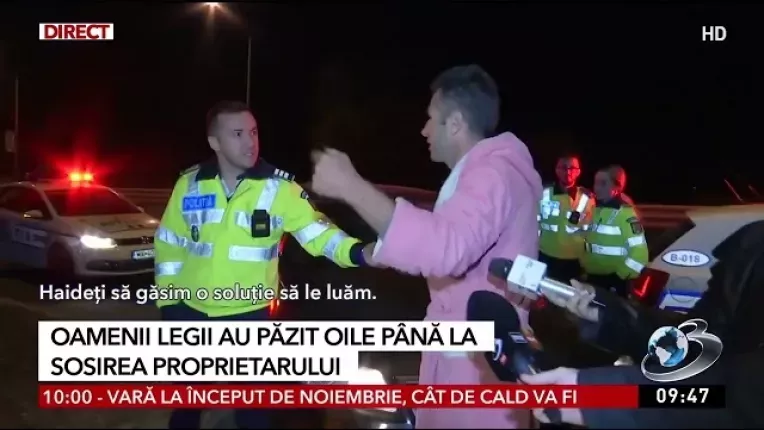Desfasurare de forte a Politiei pentru a mana o turma de oi ratacite pe strazile din Capitala