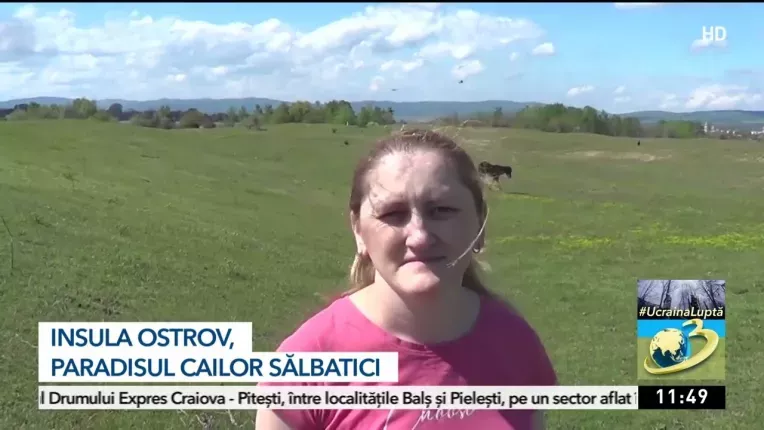 Insula Ostrov, paradisul cailor salbatici