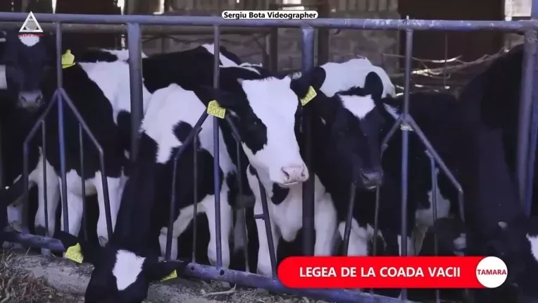 Prima tara care taxeaza gazele emise de animale